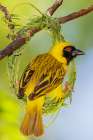 Southern masked weaver male building its nest, southern Africa Art Print